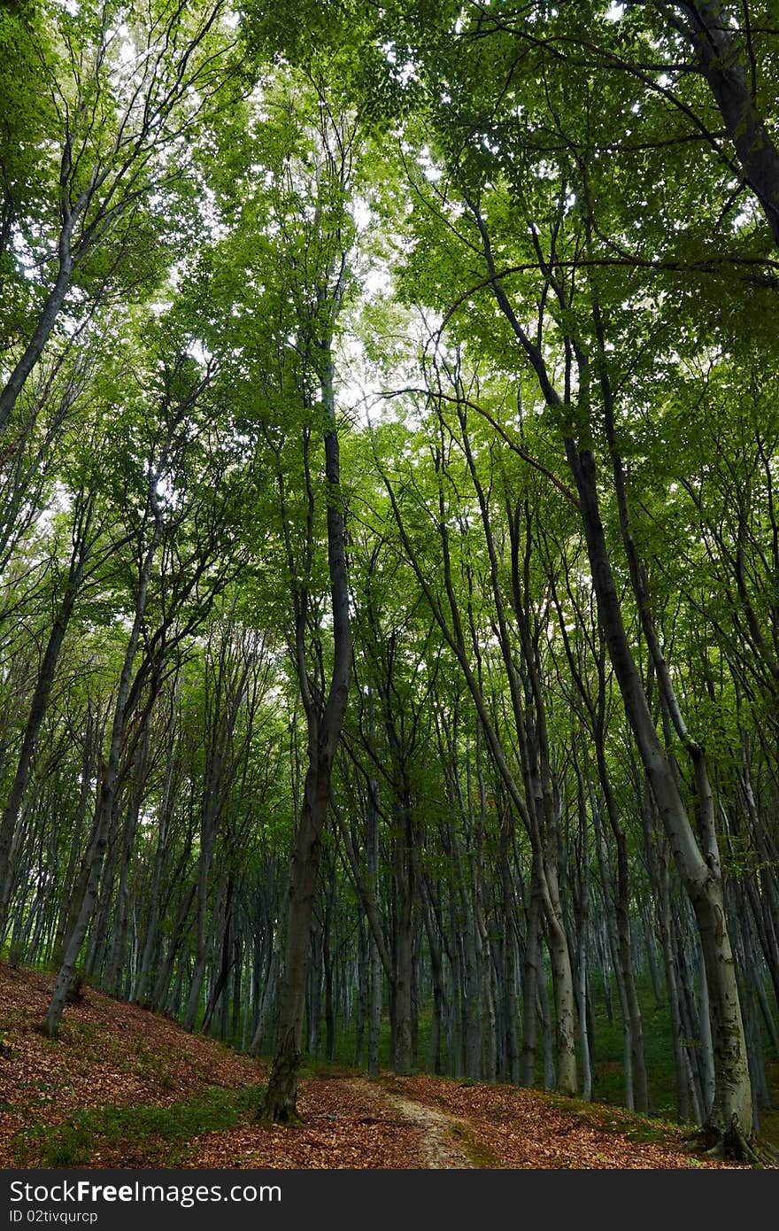 Beechen summer wood in sunny day