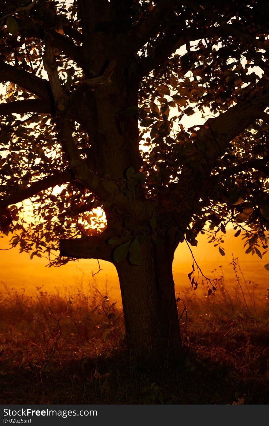 Beautiful sunset with tree in front