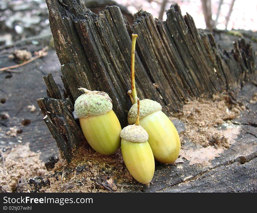 Green acorns on hemp closeup