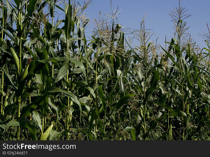 Cornfield