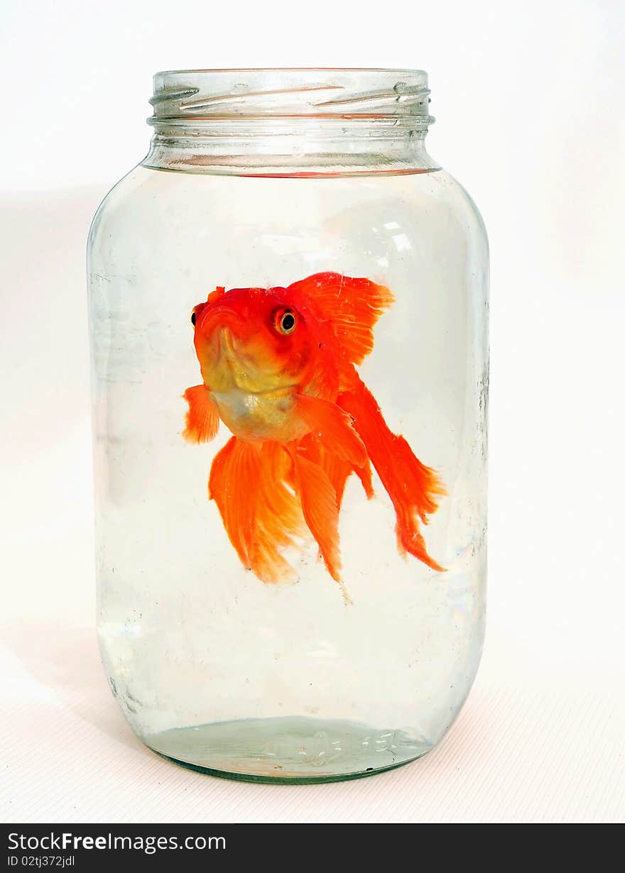 Goldfish in a glass jar. Goldfish in a glass jar