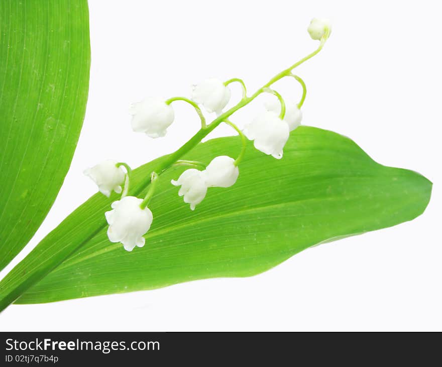 Lily of the valley isolated on white background