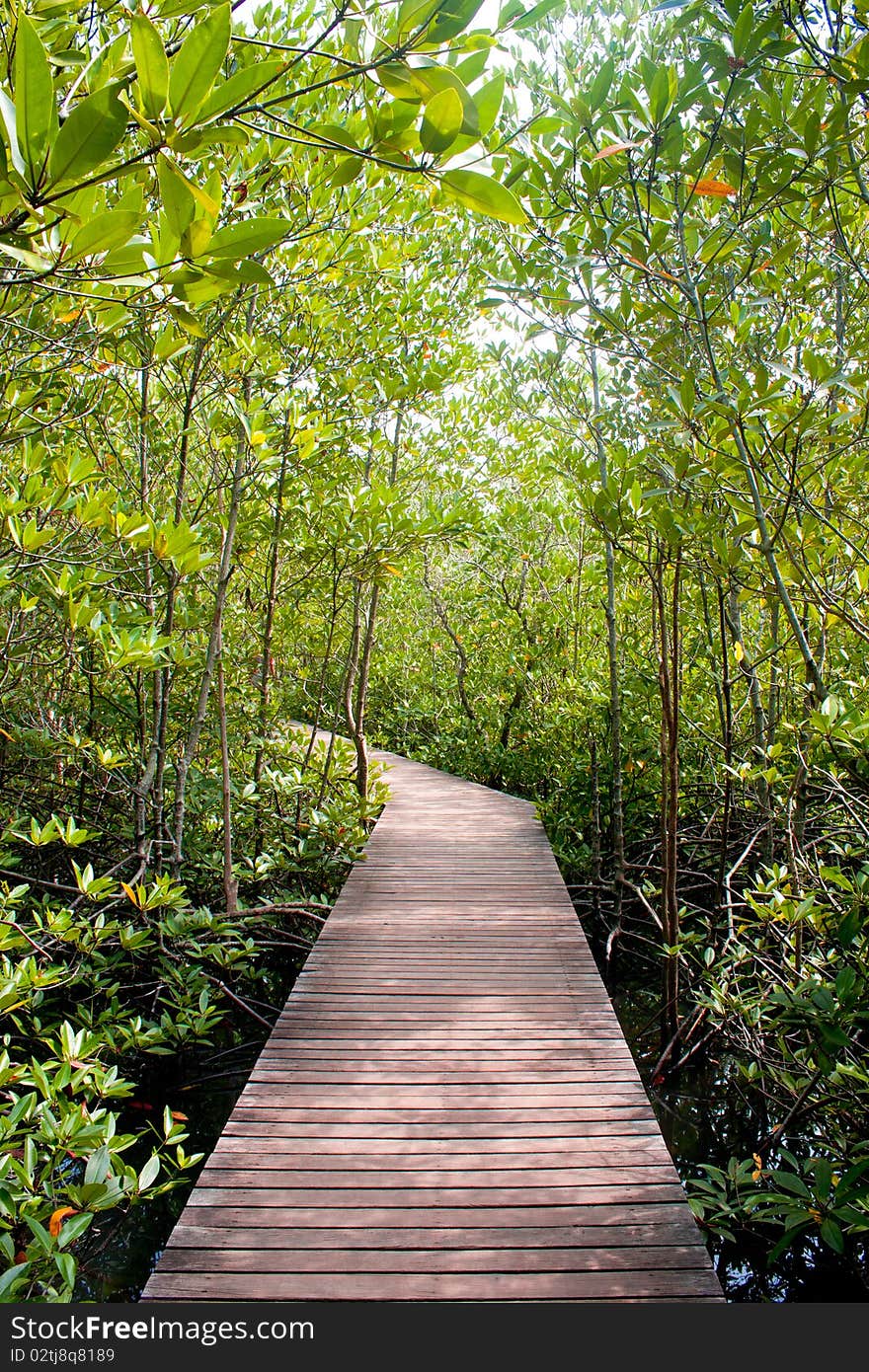 Aoh Khung kraben, Chantaburi Province.Mangrove forest Chantaburi Province