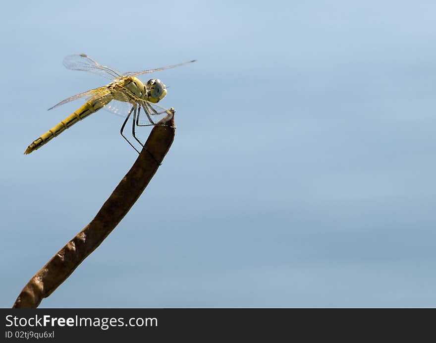 Yellow dragonfly with blue eyes on stem