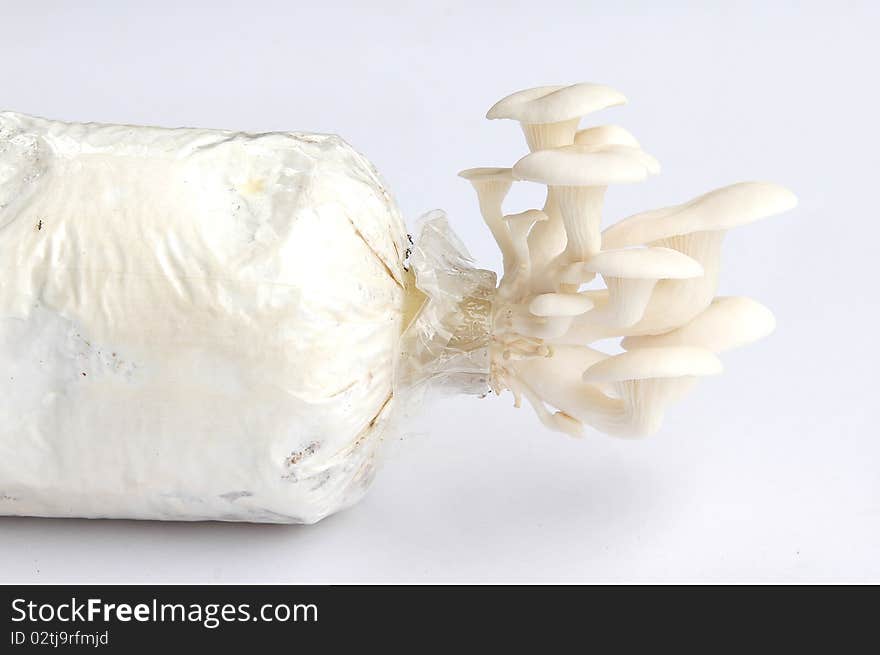 Oyster mushroom