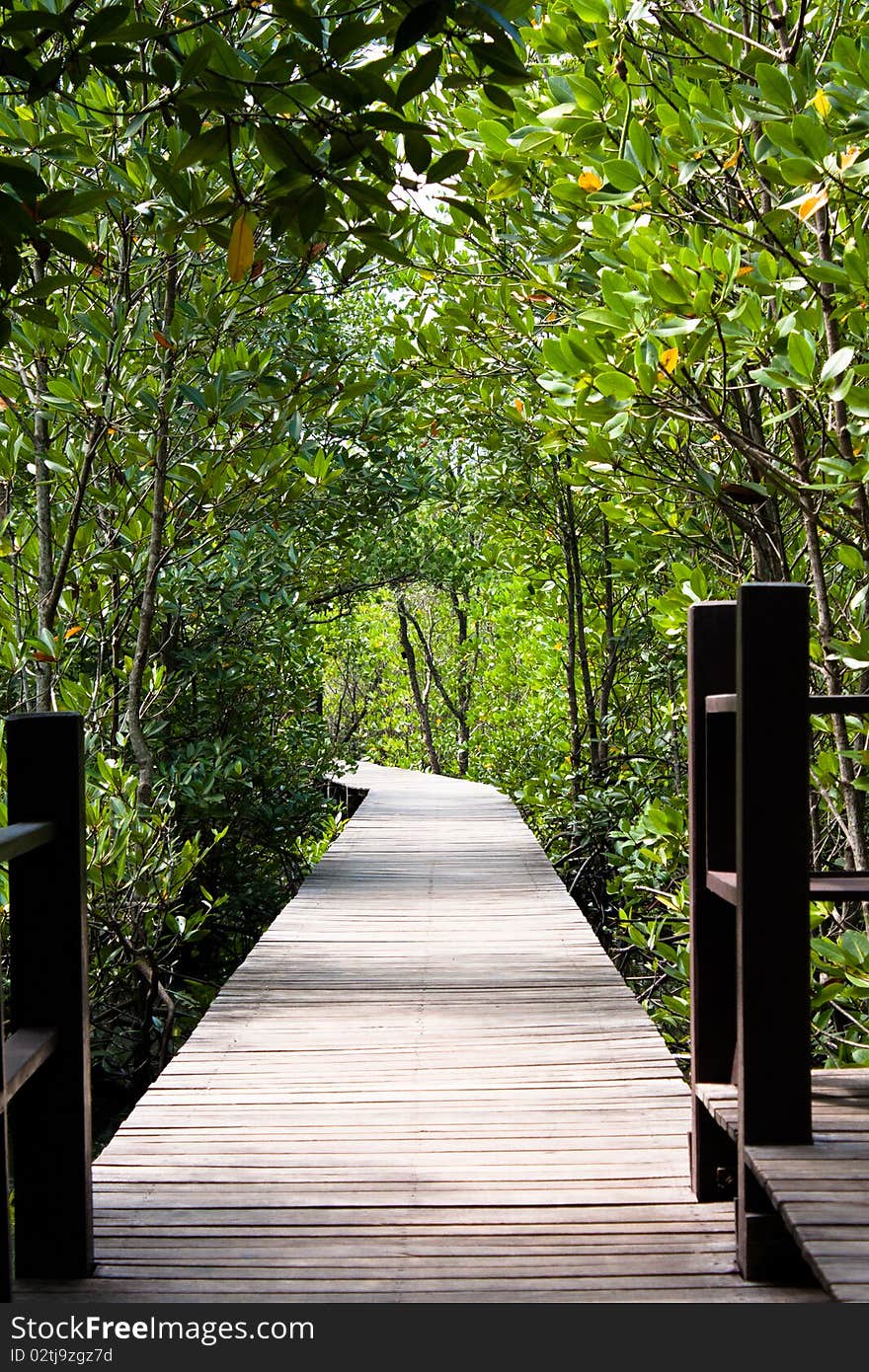 Aoh Khung kraben, Chantaburi Province.Mangrove forest Chantaburi Province