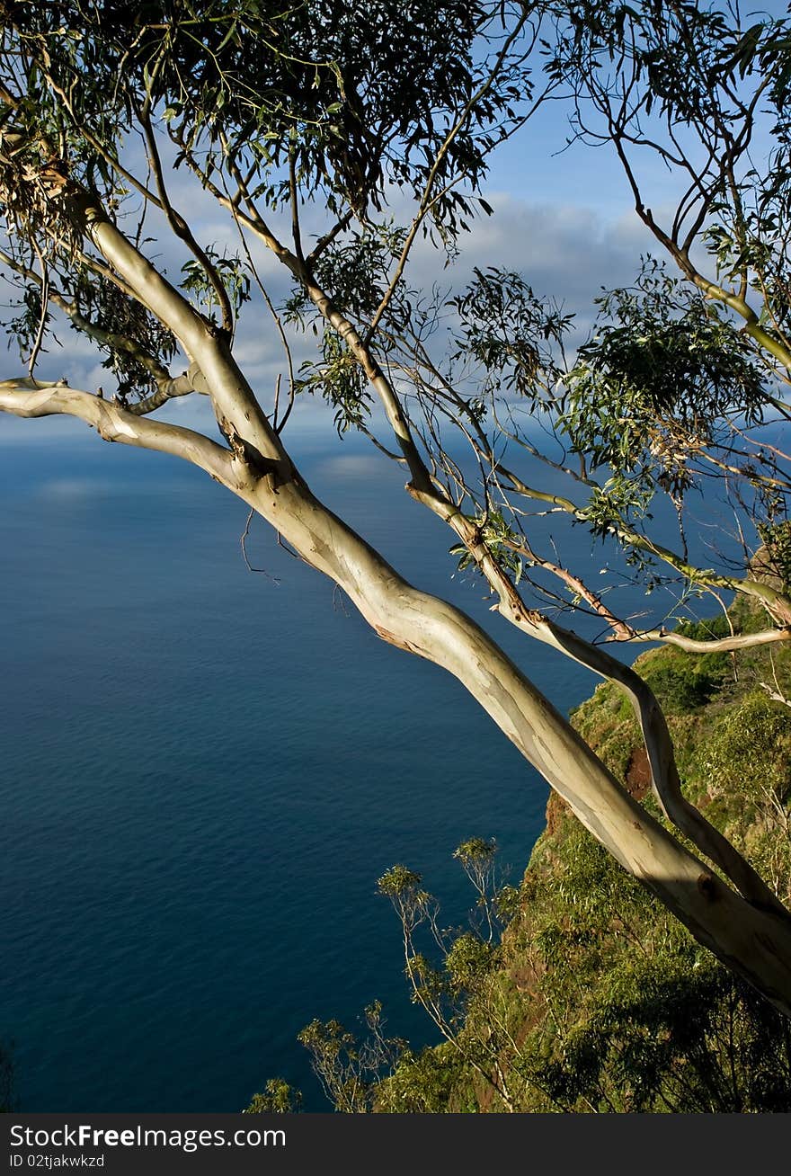 Seascape with eucalyptus tree, Quinta Grande on Madeira Island, Portugal.