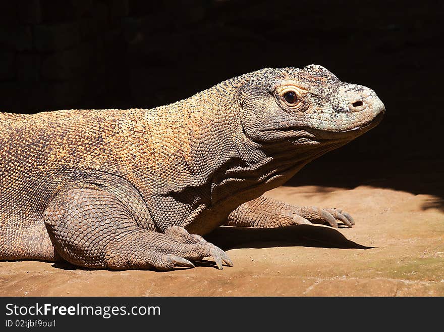 Komodo dragon (Varanus komodoensis) largest lizard of the world