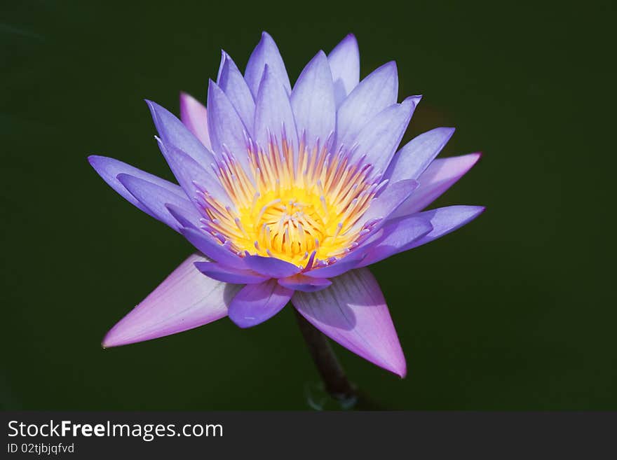 Violet water lily in the pond