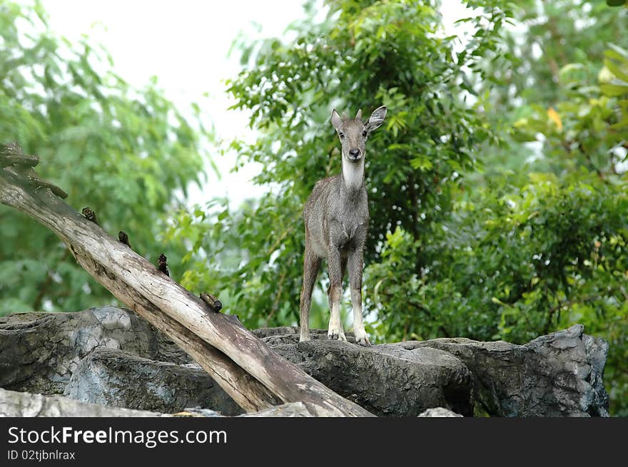 Goral in chiang mai night safari