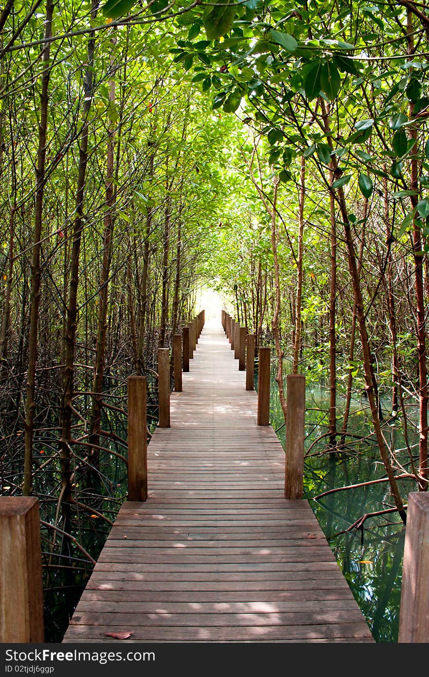 Aoh Khung kraben, Chantaburi Province.Mangrove forest Chantaburi Province