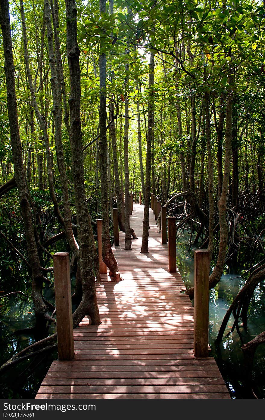 Aoh Khung kraben, Chantaburi Province.Mangrove forest Chantaburi Province