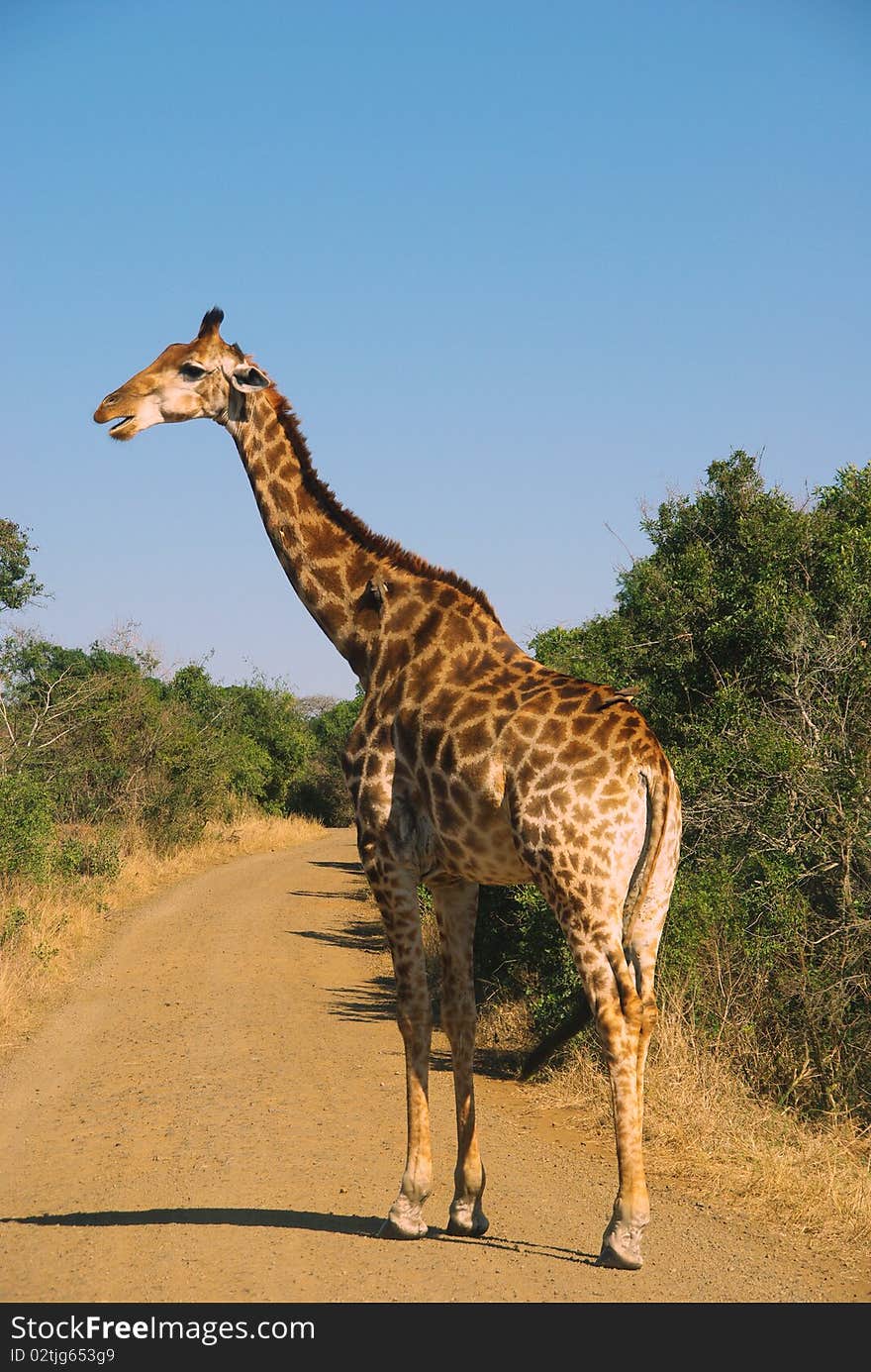 Giraffe in Umfolozi National Park South Africa