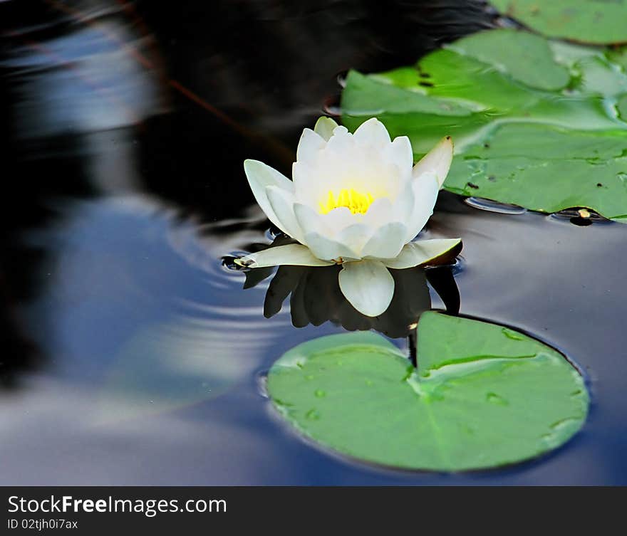 Water Lily