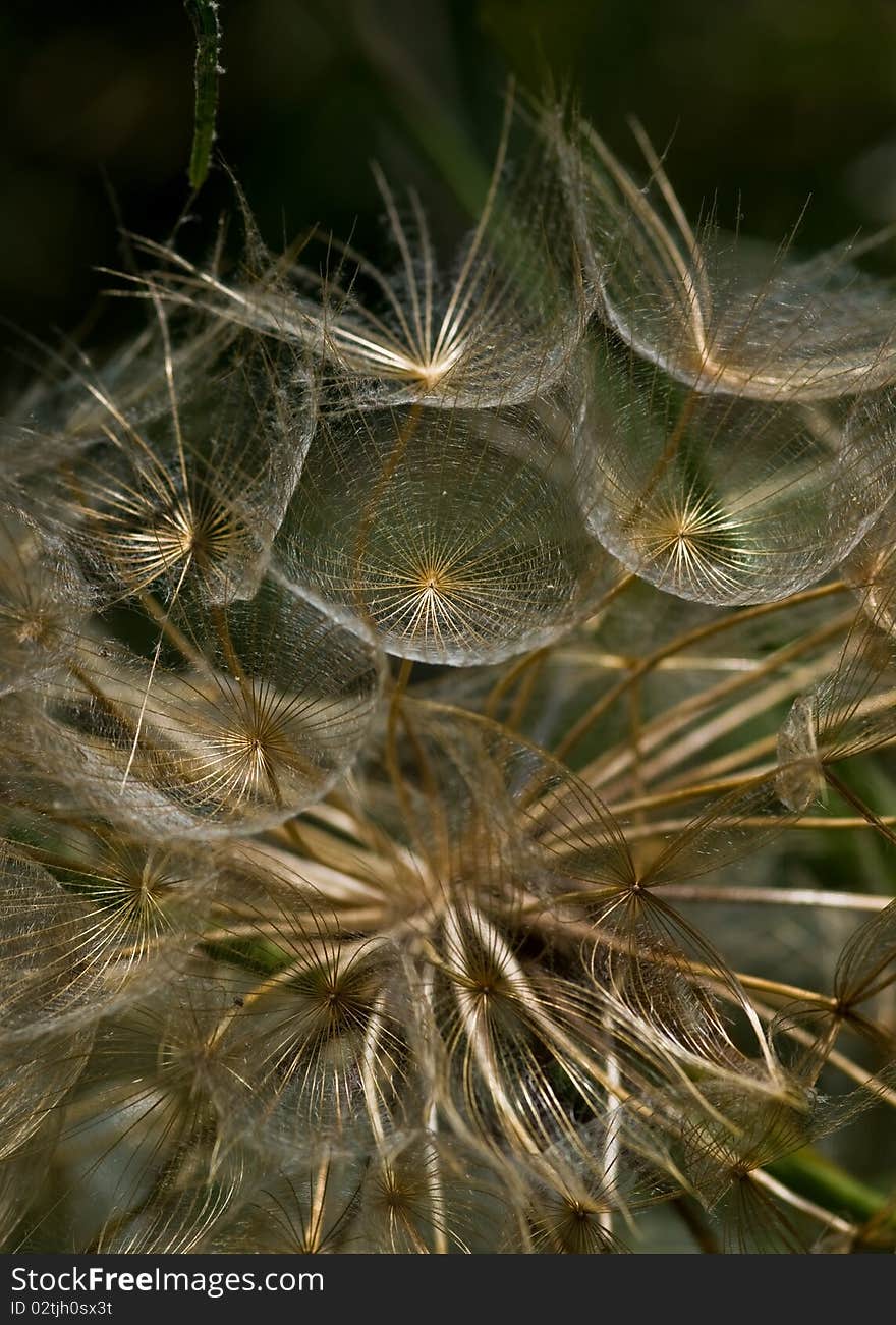 Closeup of a dandelion, Zakynthos Island, Geece.