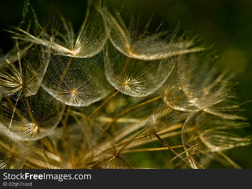 Closeup of a dandelion, Zakynthos Island, Geece.