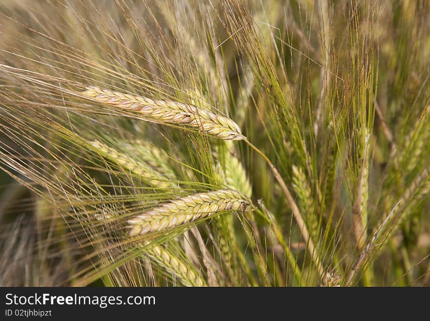 Ears of Wheat Growing in a Field