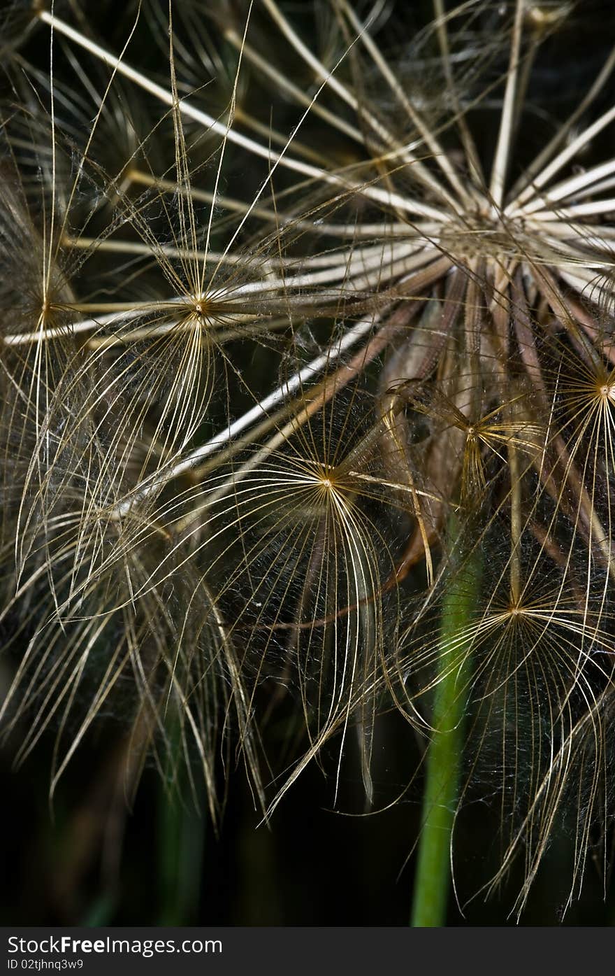 Closeup of a dandelion, Zakynthos Island, Geece.