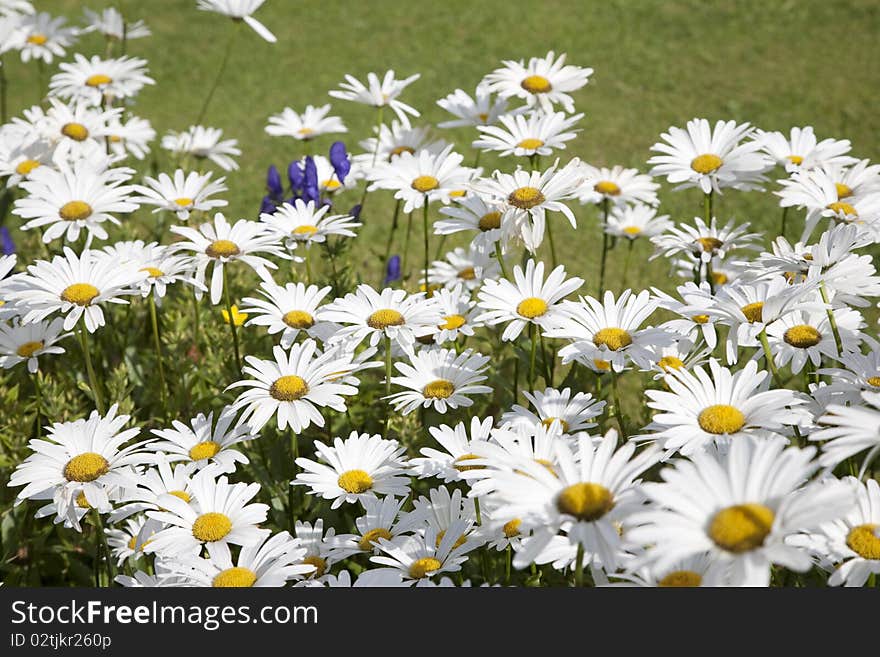 Anthemis White Flowers on Green Lawn