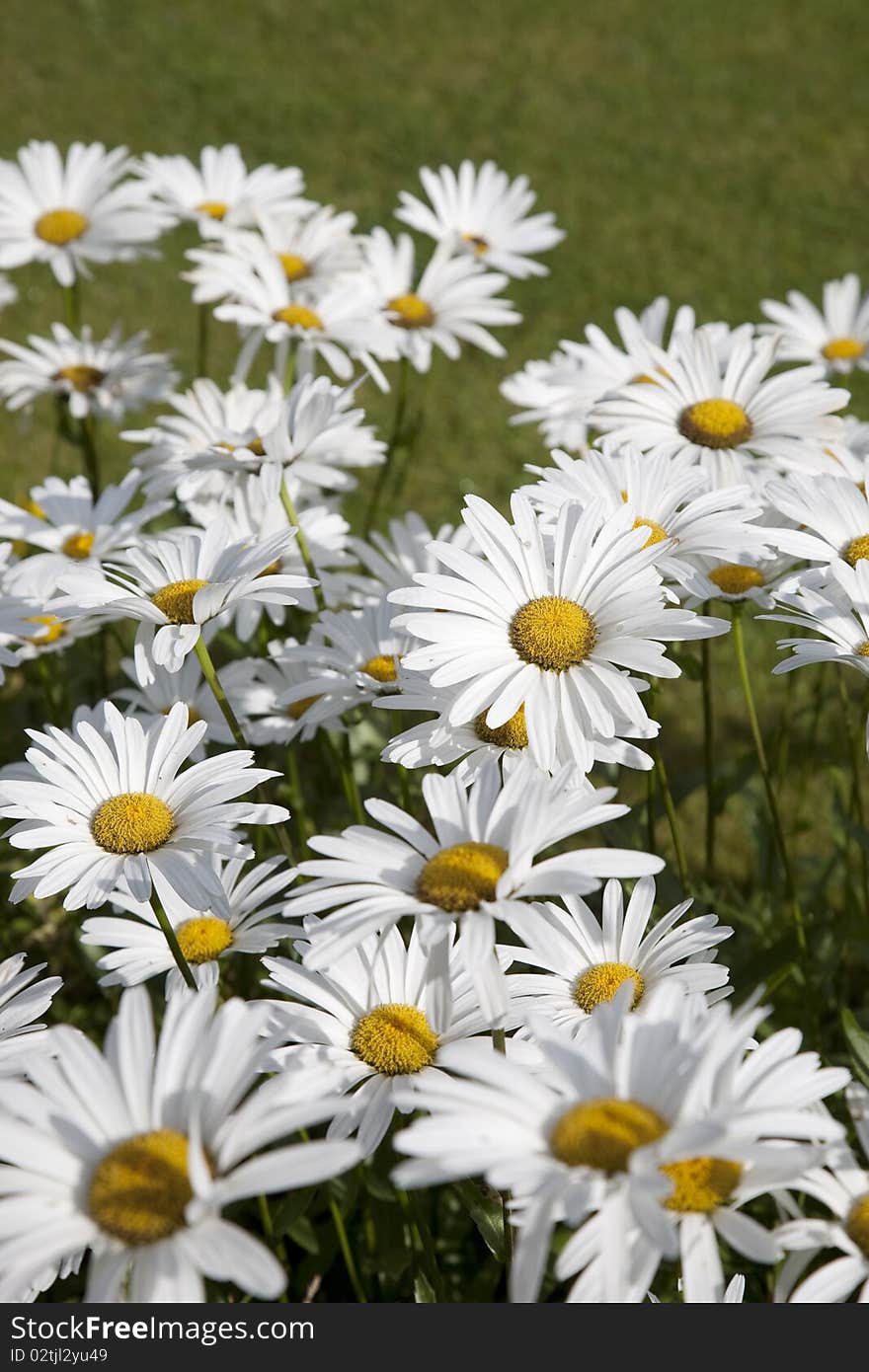 Anthemis White Flowers on Green Lawn