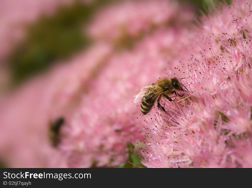 A bee on a stonecrop blossom. A bee on a stonecrop blossom