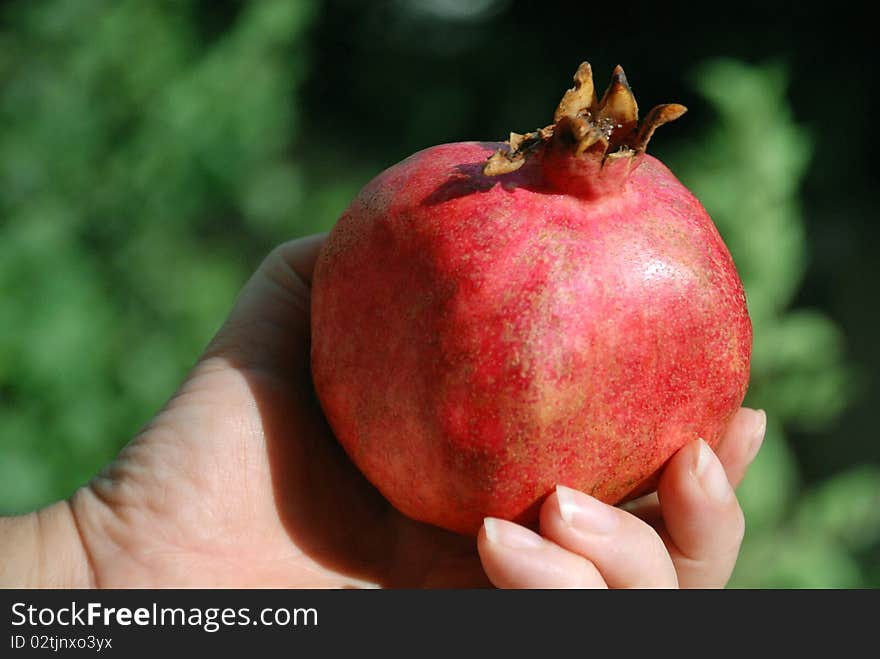 A hand holding ripe pomegranate