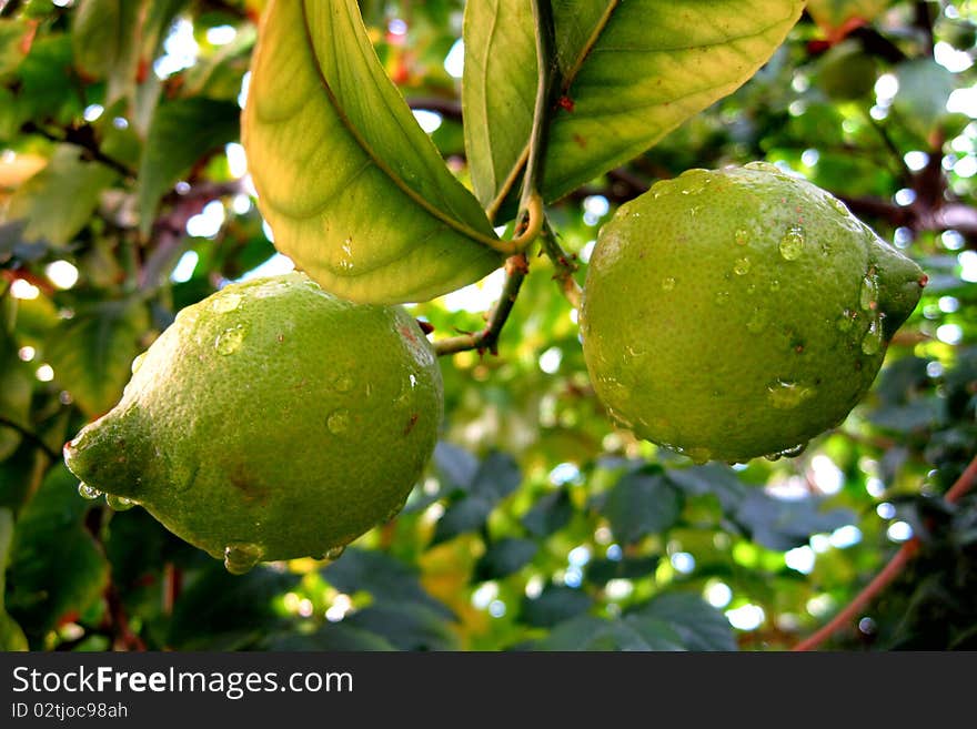 Fresh lemons on the tree....