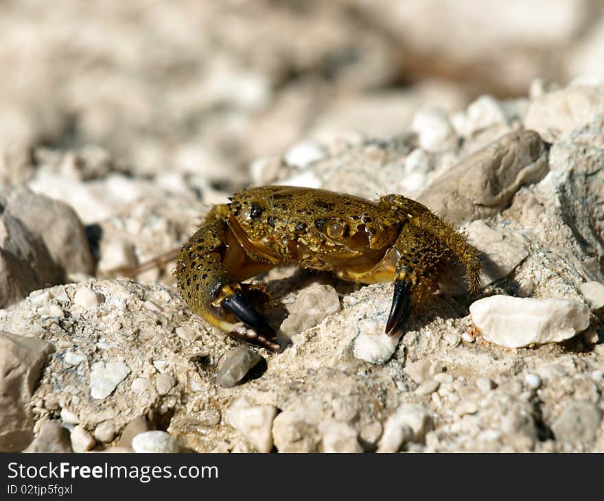 Crab from Adriatic Sea Croatia