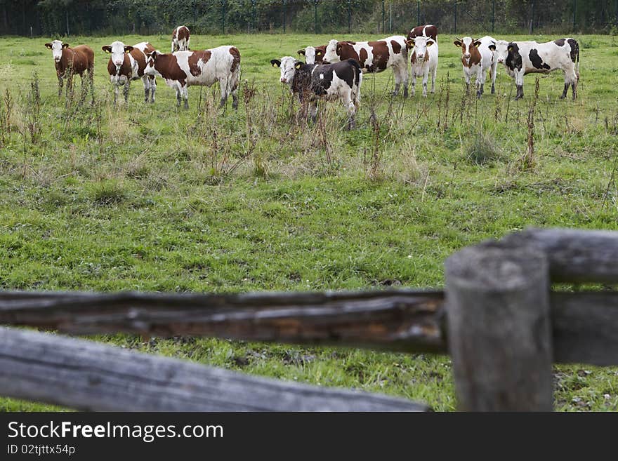 Herd of cows grazing near the village of Plant, Czech Republic, September 2010