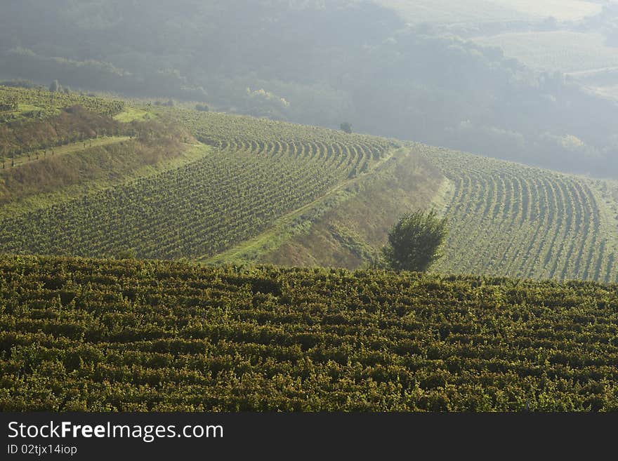 Vineyard before the harvest, Bořetice, Czech Republic, September 2010