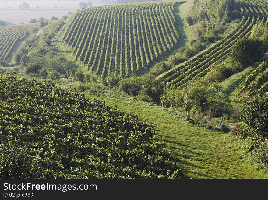 Vineyard before the harvest, Bořetice, Czech Republic, September 2010