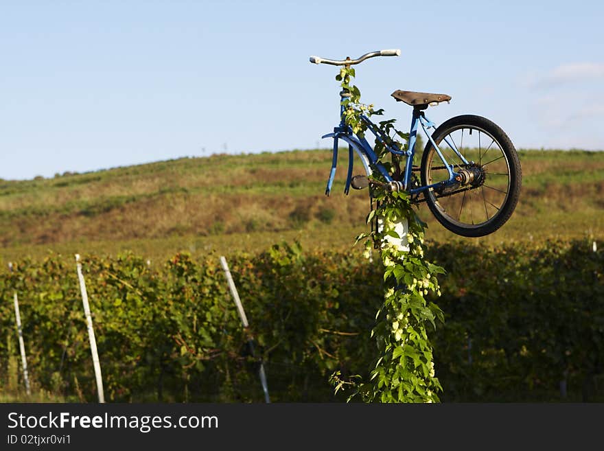 Vineyard before the harvest, Bořetice, Czech Republic, September 2010