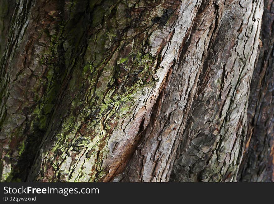 Close up of rough bark on an old tree trunk, September 2010.