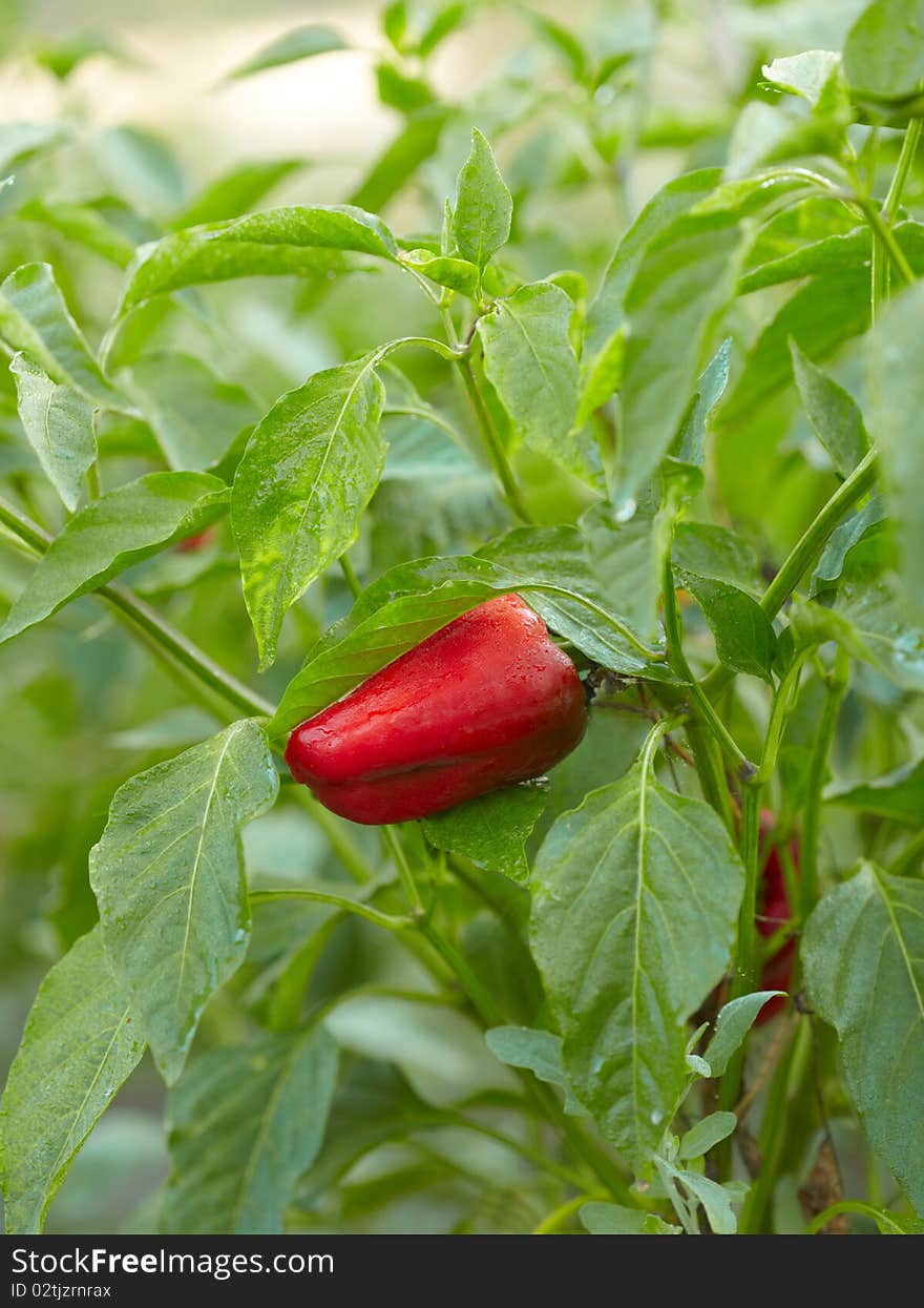 Red pepper bunch