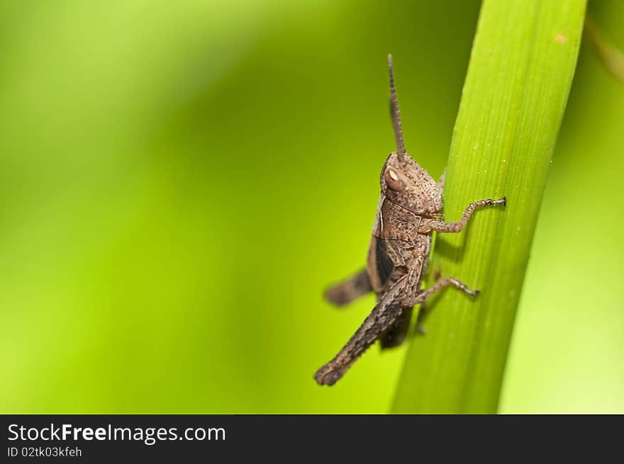 Macro image of a grasshopper on a blade of grass. Macro image of a grasshopper on a blade of grass