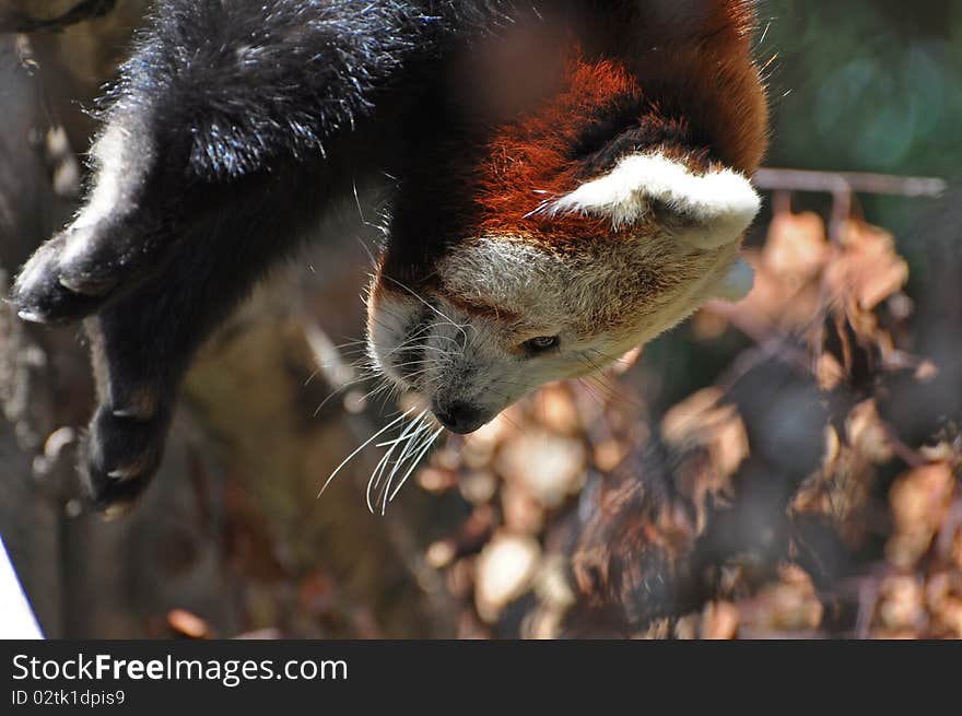 Red Panda at Dublin Zoo