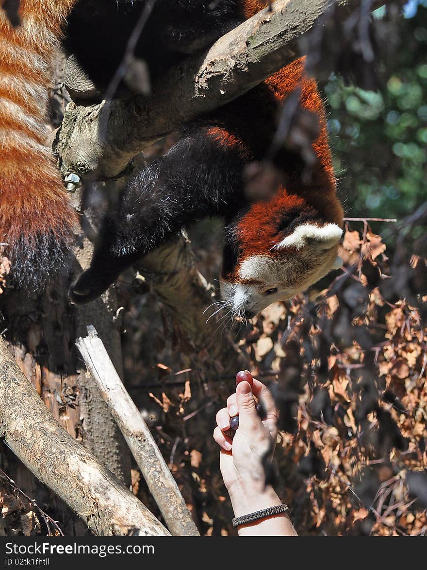 Red Panda at Dublin Zoo