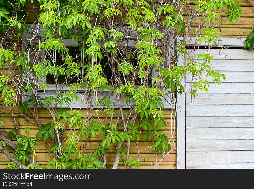 Part of the wooden wall with a window and door corner twined with green ivy. Part of the wooden wall with a window and door corner twined with green ivy.