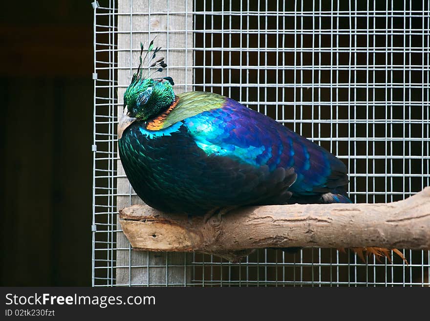 Beautiful multi-colored grouse in captivity. Asleep while sitting on a branch.