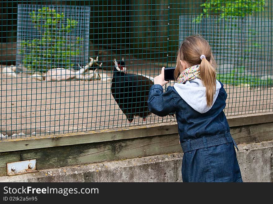 A little girl photographed pheasant through the bars at the zoo. A little girl photographed pheasant through the bars at the zoo.