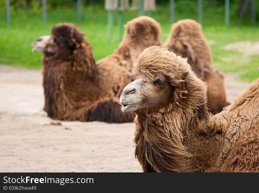 Portrait of a large and beautiful red-haired camel. Portrait of a large and beautiful red-haired camel.