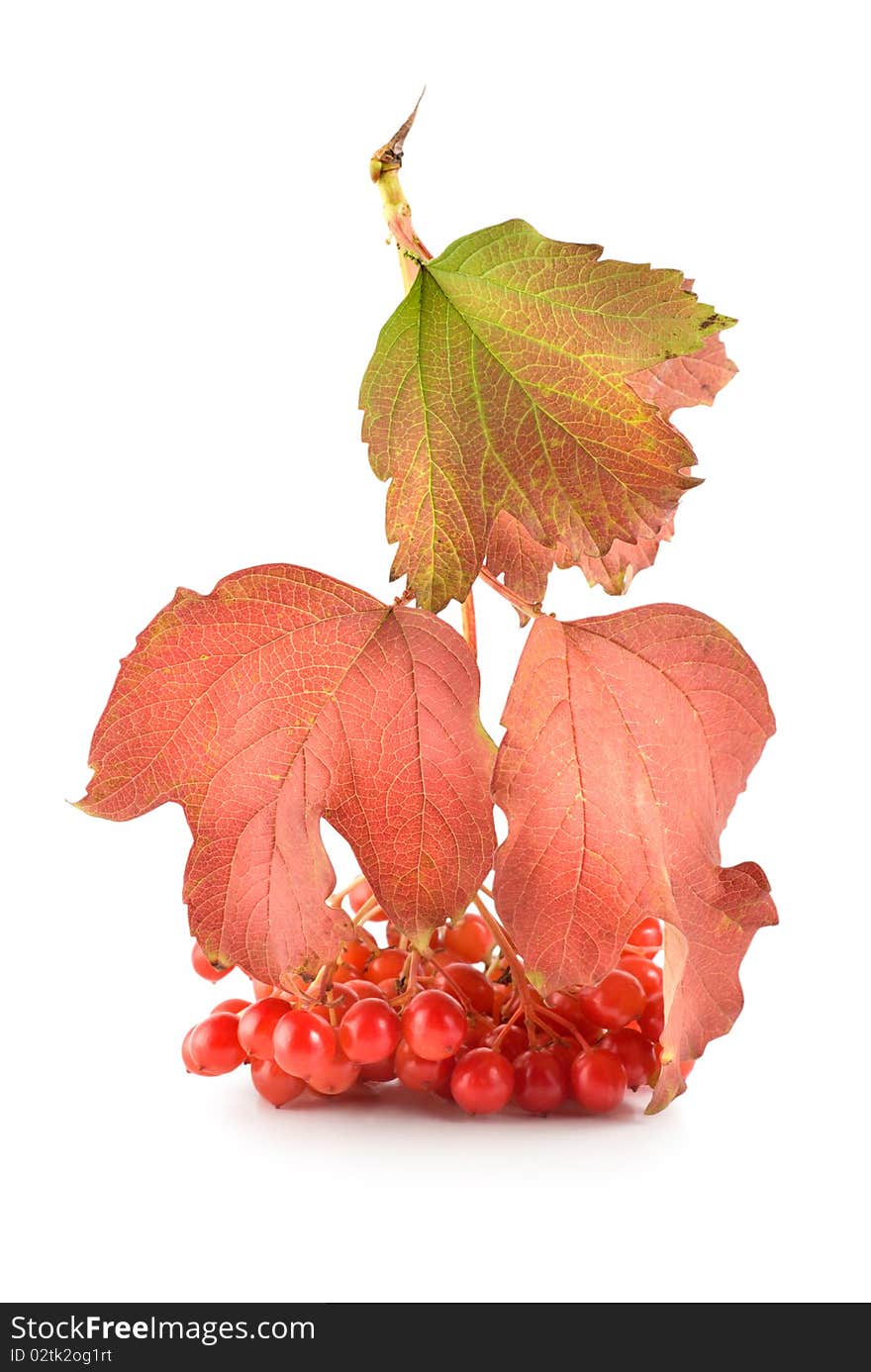 Ripe viburnum isolated on a white background