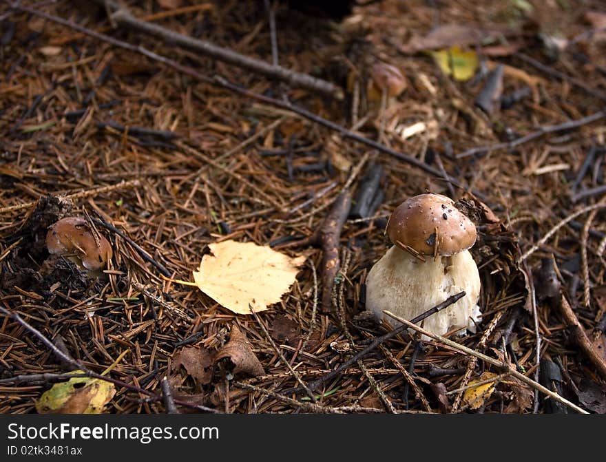 Boletus