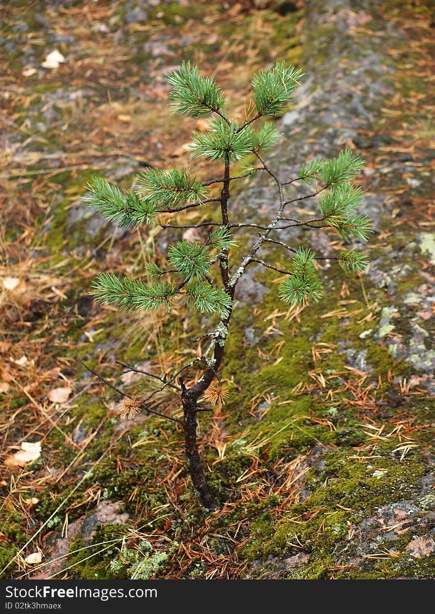 Picture of a small pine tree