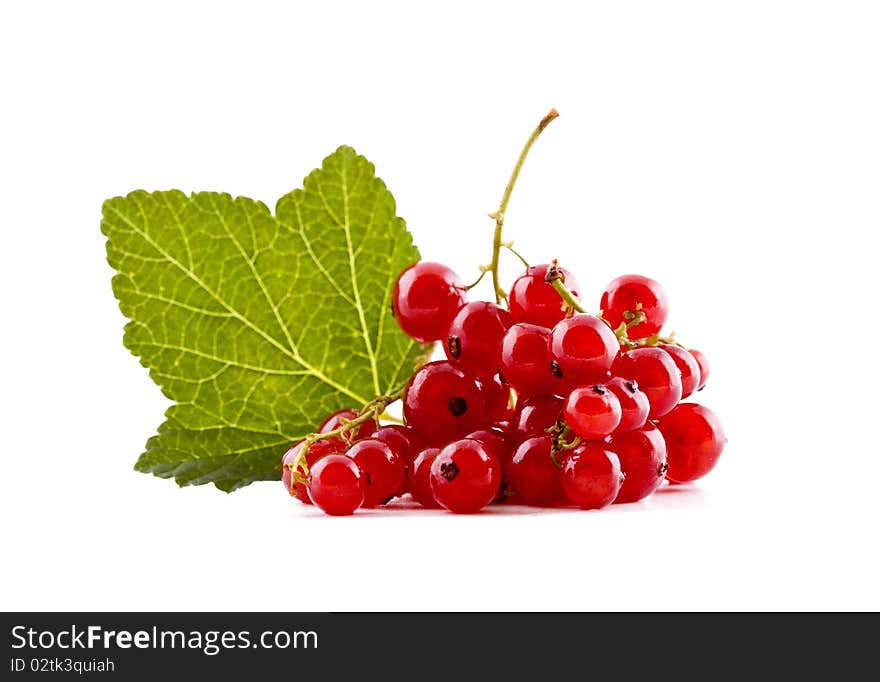 Fresh Red Currants