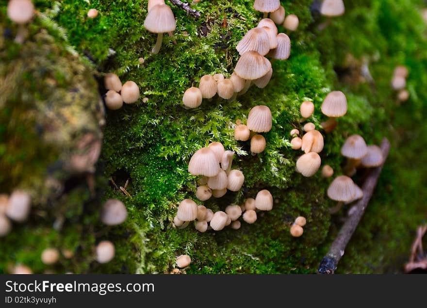 Collection of fungi Coprinus disseminatus growing from moss