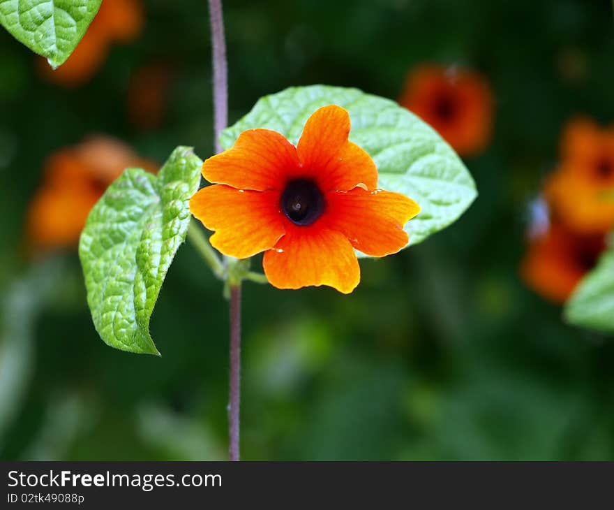 Little orange flower called convolvulus