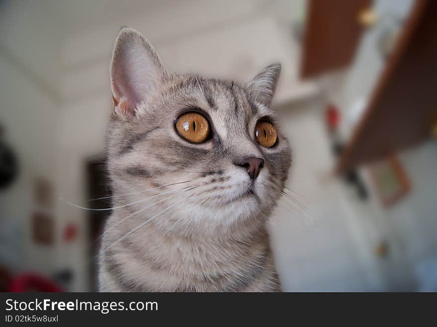 Striped cat sits on the desk and looks out