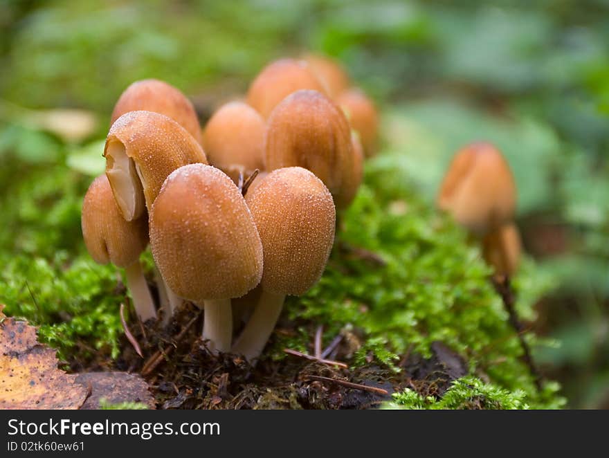 Coprinus micaceus on a moss