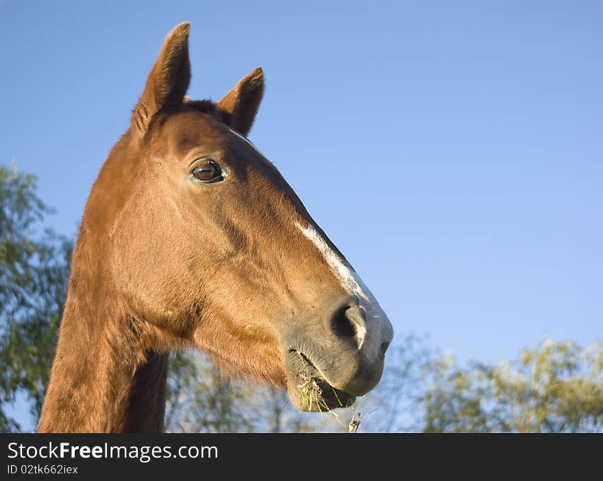 Portrait of a brown horse, in a sunny day, blue sky in the background. Portrait of a brown horse, in a sunny day, blue sky in the background.